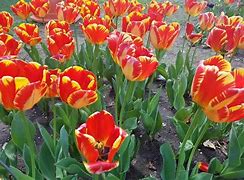 Image result for Striped Tulips