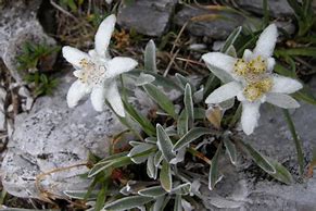 Image result for Leontopodium alpinum Everest