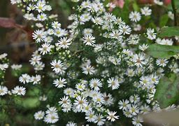 Image result for Aster Monte Cassino (Universum-Group)