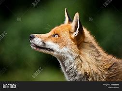 Image result for Red Fox Profile