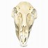 Image result for Whight Tail Deer Skull