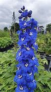 Image result for Delphinium Sternennacht