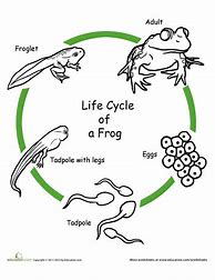 Image result for Ocean Quahog Life Cycle