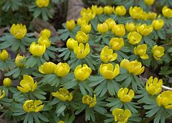 Image result for Eranthis hyemalis Hafod