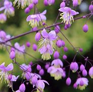 Image result for THALICTRUM AQ. GOLD LACE