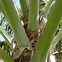 Image result for Cabbage Palm Tree Top Plan View