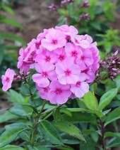Image result for Phlox paniculata Pink Flame