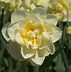 Image result for Narcissus Manly