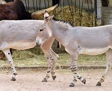 Image result for Donkey Breeds Pig