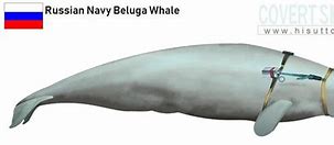 Image result for Russian Spy Whale