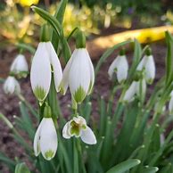 Image result for Galanthus nivalis Cockatoo