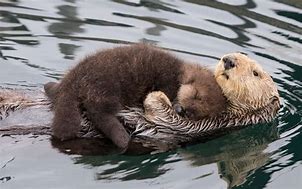 Image result for Otters Sleeping
