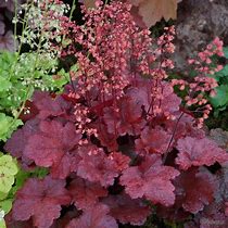 Image result for Heuchera Silverberry