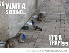 Image result for Cat Traps Funny