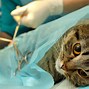 Image result for Cat Surgery