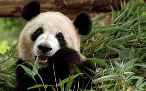 Image result for Puctures of Panda