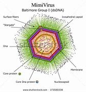 Image result for Healthy Immune System