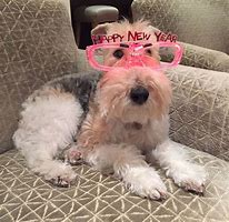 Image result for Happy New Year Fox