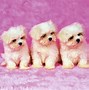 Image result for Cute Wallpaper Pics