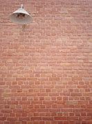 Image result for Espalier On Brick Wall
