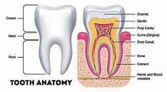 Image result for Anatomy of Teeth in Mouth