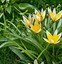 Tulipa tarda 的图像结果