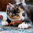 Image result for New Cat Toys for Cats