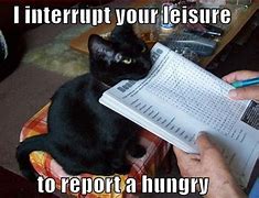 Image result for Hungry Cat Meme