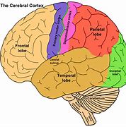 Image result for Brain Concept Map