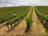 Image result for Andrew Rich Syrah Red Willow