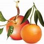 Image result for Apples and Oranges Comparison Cartoon