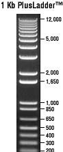 Image result for Invitrogen Trackit 1 KB Plus DNA Ladder