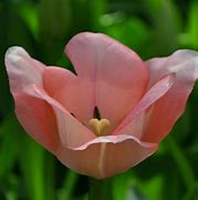 Image result for Tulipa Bella Blush
