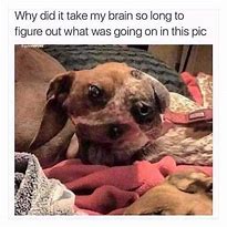 Image result for Funny Relatable Animal Memes