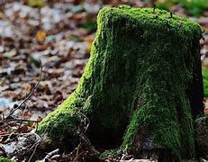 Image result for Tree Stump Game Camera