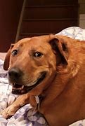 Image result for Uncomfortable Dog