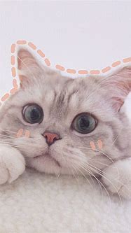 Image result for Aesthetic Cat Wallpaper Laptop