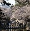 Image result for Cherry Blossom Osaka Universal Studios