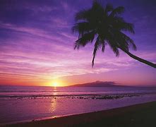 Image result for Purple Orange Sunset Palm Tree