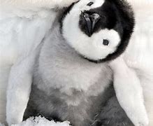 Image result for Penguin Galxy Baby