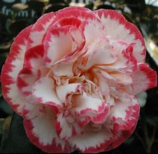 Image result for Camellia japonica Margaret Davis