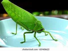 Image result for Giant Green Grasshopper