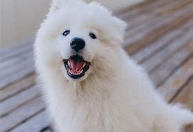 Image result for Types of Fluffy Dogs