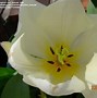 Image result for Tulipa Purissima