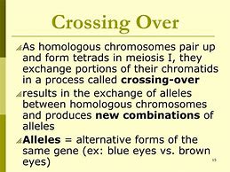 Image result for When Is Crossing Over in Meiosis
