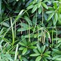 Bildergebnis für Carex pendula