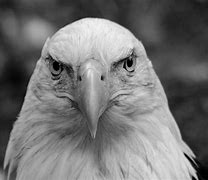 Image result for Bald Eagle Black and White