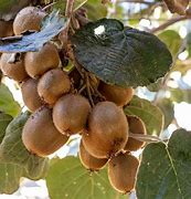 Image result for Kiwi Fruit