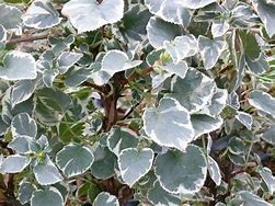 Image result for Hydrangea anomala subsp. petiolaris Silver Lining