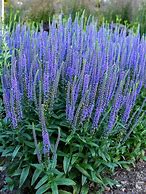 Image result for Veronica Blue Feather